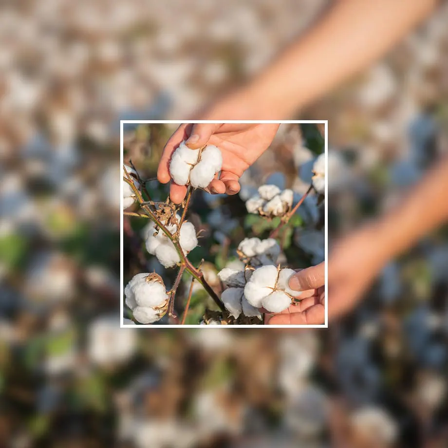 Zonder genetische manipulatie